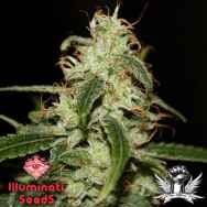 Illuminati Seeds Happy Ending x 13 Roses